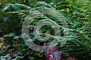 Ferns in the forest. Beautiful background of ferns green foliage leaves.