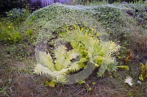 Ferns in the forest. Beautiful background of ferns green foliage leaves. Dense thickets of beautiful growing ferns in the forest