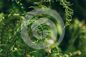 Ferns in the forest. Beautiful ferns leaves green foliage. Natural floral fern background