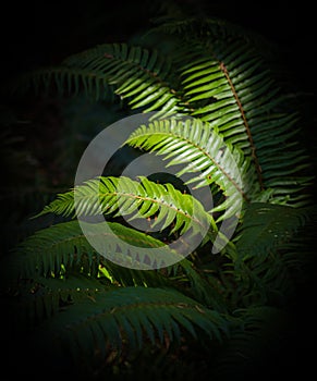 Ferns in the forest. Beautiful ferns leaves green foliage. Natural floral fern background in sunlight