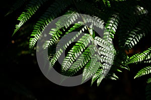 Ferns in the forest  Doi Inthanon National Park  Thailand. Natural floral fern in sunlight