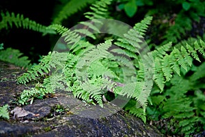 Helechos sobre el Bosque piso 