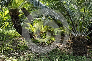 Ferns on the Forest Floor