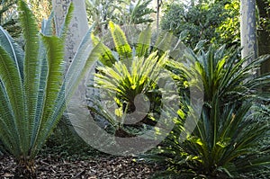 Ferns on the Forest Floor