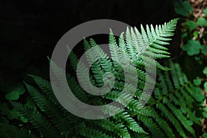 Ferns in a Forest