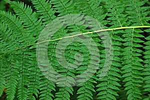 Ferns in a Forest
