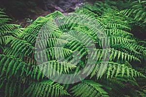Ferns in the forest, Madeira. Beautiful ferns leaves green foliage. Close up of beautiful growing ferns in the forest. Natural