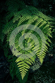 Ferns in the forest, Madeira. Beautiful ferns leaves green foliage. Close up of beautiful growing ferns in the forest. Natural