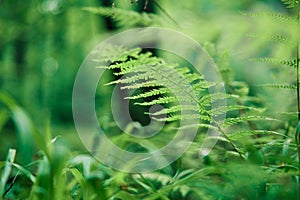 Ferns in the forest nature background