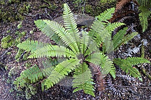 Ferns in forest near Kepler track