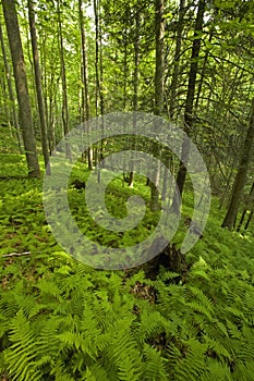 Ferns & Forest, Pink Beds Area, Pisgah NF