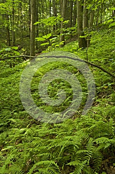 Ferns & Forest, Pink Beds Area, Pisgah NF