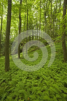 Ferns & Forest, Pink Beds Area, Pisgah NF