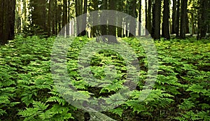 FERNS IN THE FOREST