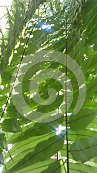 Tropical green ferns in the garden