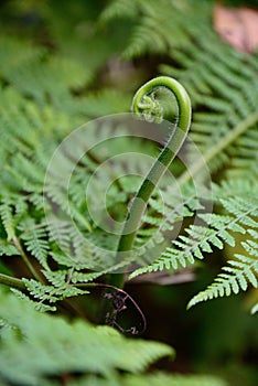 Ferns in the Garden Route, South Africa