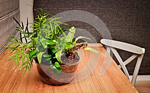 Ferns in the glass, natural style pot