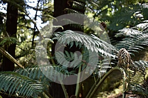 Ferns from Golden Gate Park, 1.