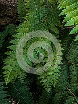 Ferns green in the middle of the humid forest