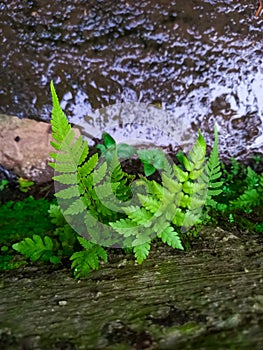 Ferns that are green to yellowish in color grow around water ditches