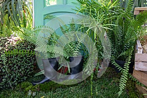 Ferns grow out of the gardener's old rubber boots. Gardener's corner in the greenhouse. Using outdated things in a new