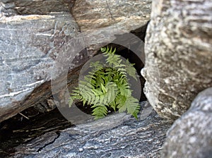 Ferns at nature reserve in Merlo, San Luis Argentina photo