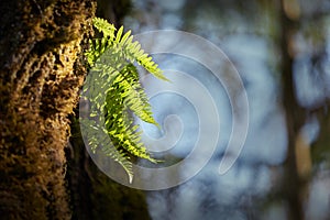 Ferns Grow on Tree