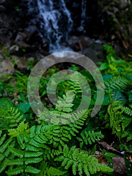 Ferns growing around the waterfall
