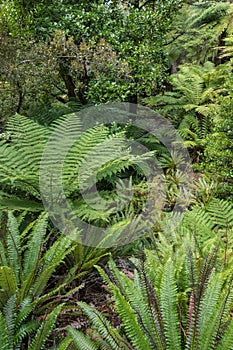 Ferns growing in New Zealand temperate rainforest