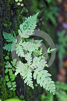 Ferns growing on the sidelines of the rocks