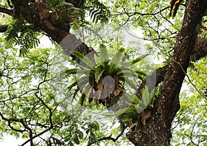 Ferns growing on top a tree in a tropical forest.