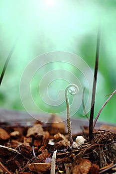 Ferns are grown