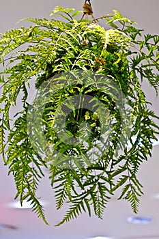 Ferns hanging