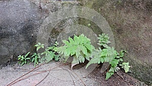 These ferns have tenacious vitality and have taken root in the concrete.