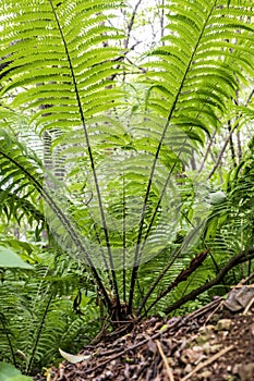 Ferns in a humid forest