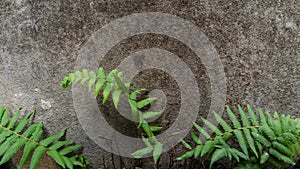 Ferns isolated on old cement background, for copy-space