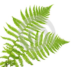 Ferns isolated on white, cutout