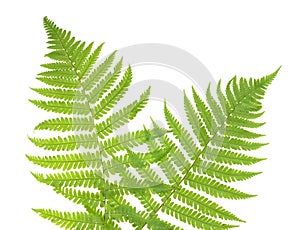 Ferns isolated on white, cutout