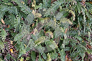 Ferns leaf background, an evergreen plant use for garden deoration photo