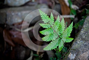 Ferns leaf on stone