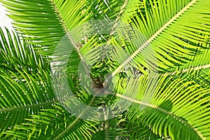 Ferns leaves background