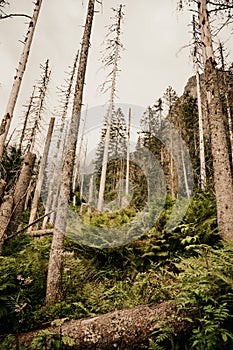 Ferns leaves green foliage. Close up of beautiful growing ferns in the forest with sun lights. Forest in the mountains. Natural ba