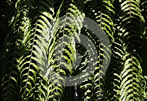 Ferns leaves green foliage natural floral fern background