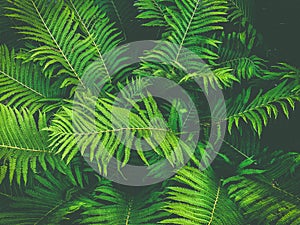 Ferns leaves green foliage natural floral fern background