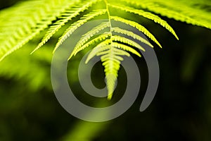 Ferns leaves green foliage natural floral fern background