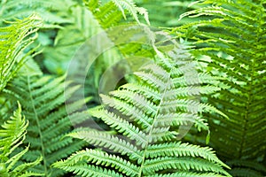 Ferns leaves green foliage natural floral fern background. Close up of a green fern leaf.