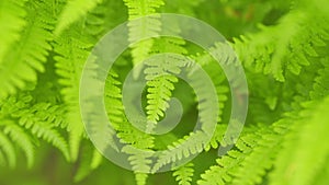 Ferns leaves green foliage natural floral fern background in sunlight. Green fresh fern leaves in a tropical forest