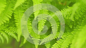 Ferns leaves green foliage natural floral fern background in sunlight. Green fresh fern leaves in a tropical forest