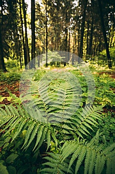Ferns Leaves Green Foliage In Summer Coniferous Forest. Green Fern Bushes In Park Between Woods,