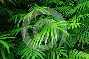 Ferns leaves green foliage tropical background. Rain forest